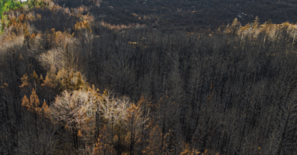 california-wildfire-investigation-vertex