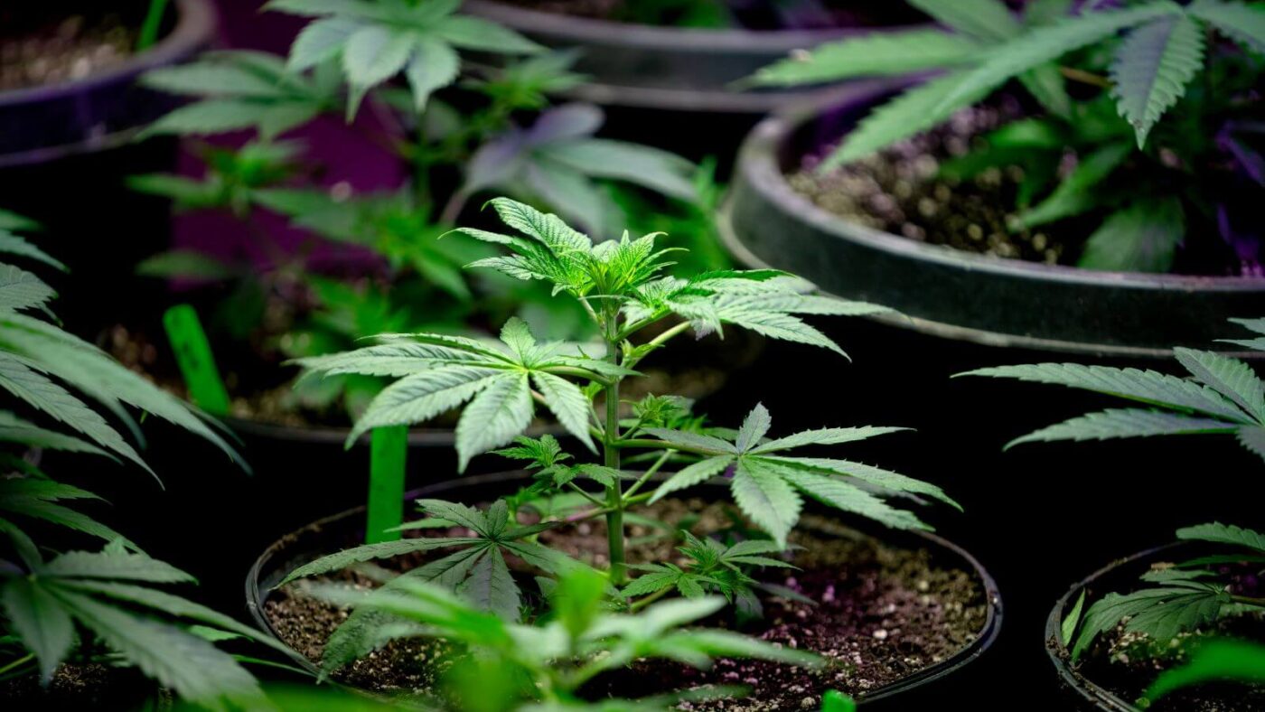 Cannabis Products: Regulation and Preparation in Cultivation and Extraction Facilities