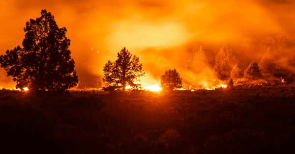 wild fire