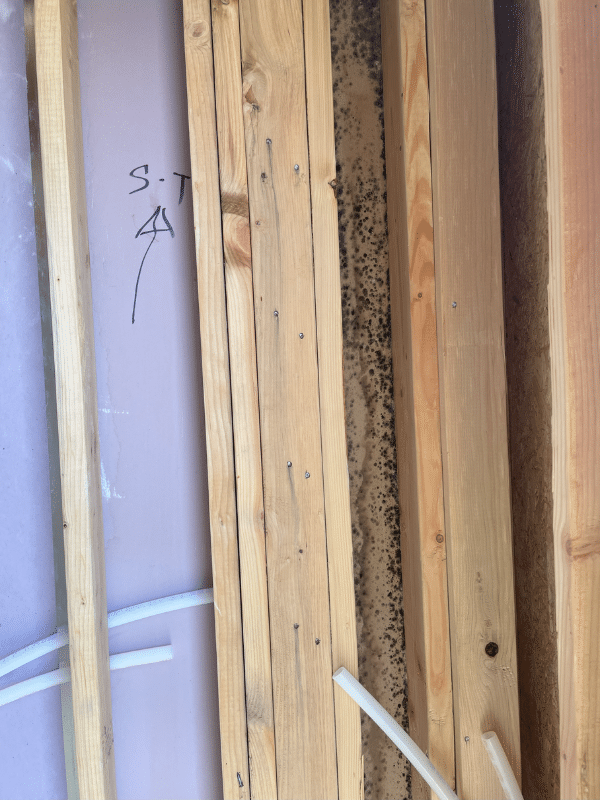 Defending Against Mold: Safeguarding Construction Materials for Mold ...