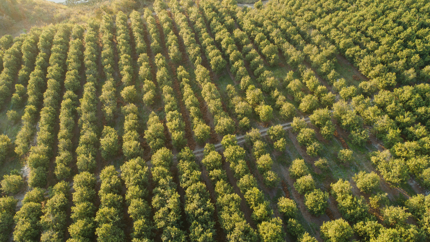 orchard-soil-contamination-lead-arsenate-residue-vertex.