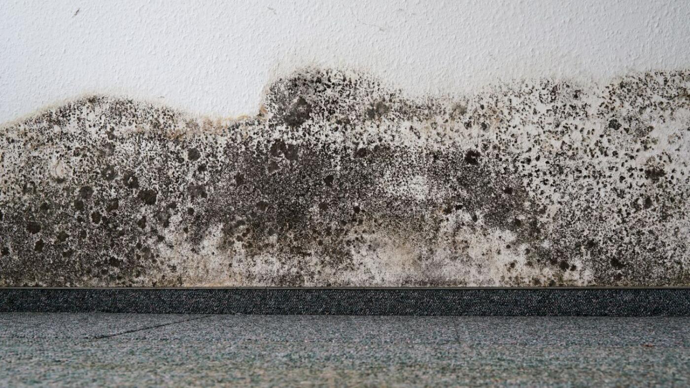 Mold Remediation Reference Guides