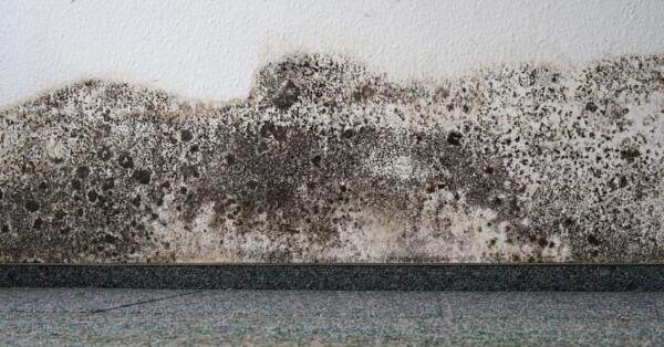 Mold Remediation Reference Guides